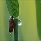 Gemeine Blutzikade (Cercopis vulnerata)