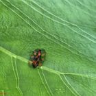 Gemeine Blutzikade (Cercopis vulnerata)  