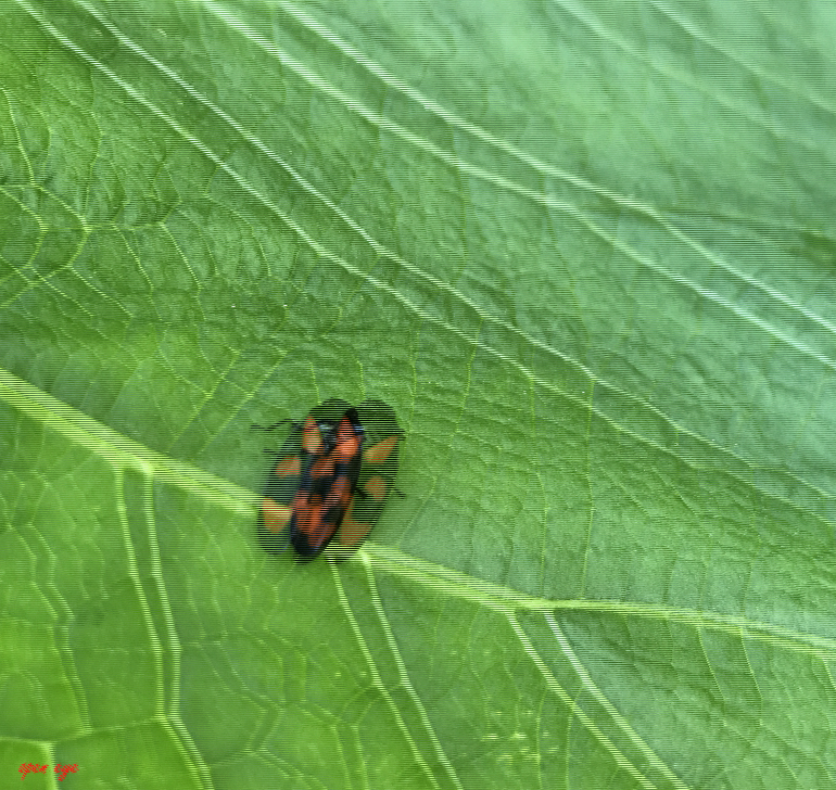 Gemeine Blutzikade (Cercopis vulnerata)  