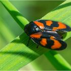 Gemeine Blutzikade - Cercopis vulnerata