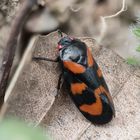 Gemeine Blutzikade (Cercopis vulnerata) 