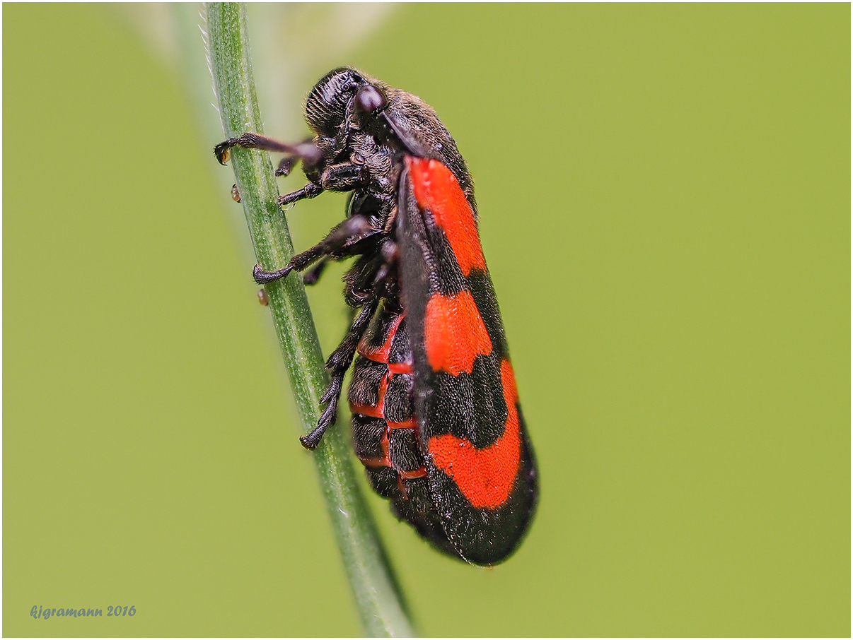 gemeine blutzikade (cercopis vulnerata).....