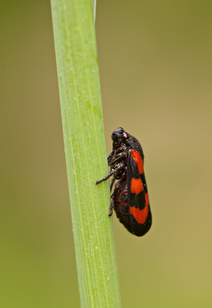 Gemeine Blutzikade (Cercopis vulnerata)