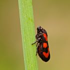 Gemeine Blutzikade (Cercopis vulnerata)