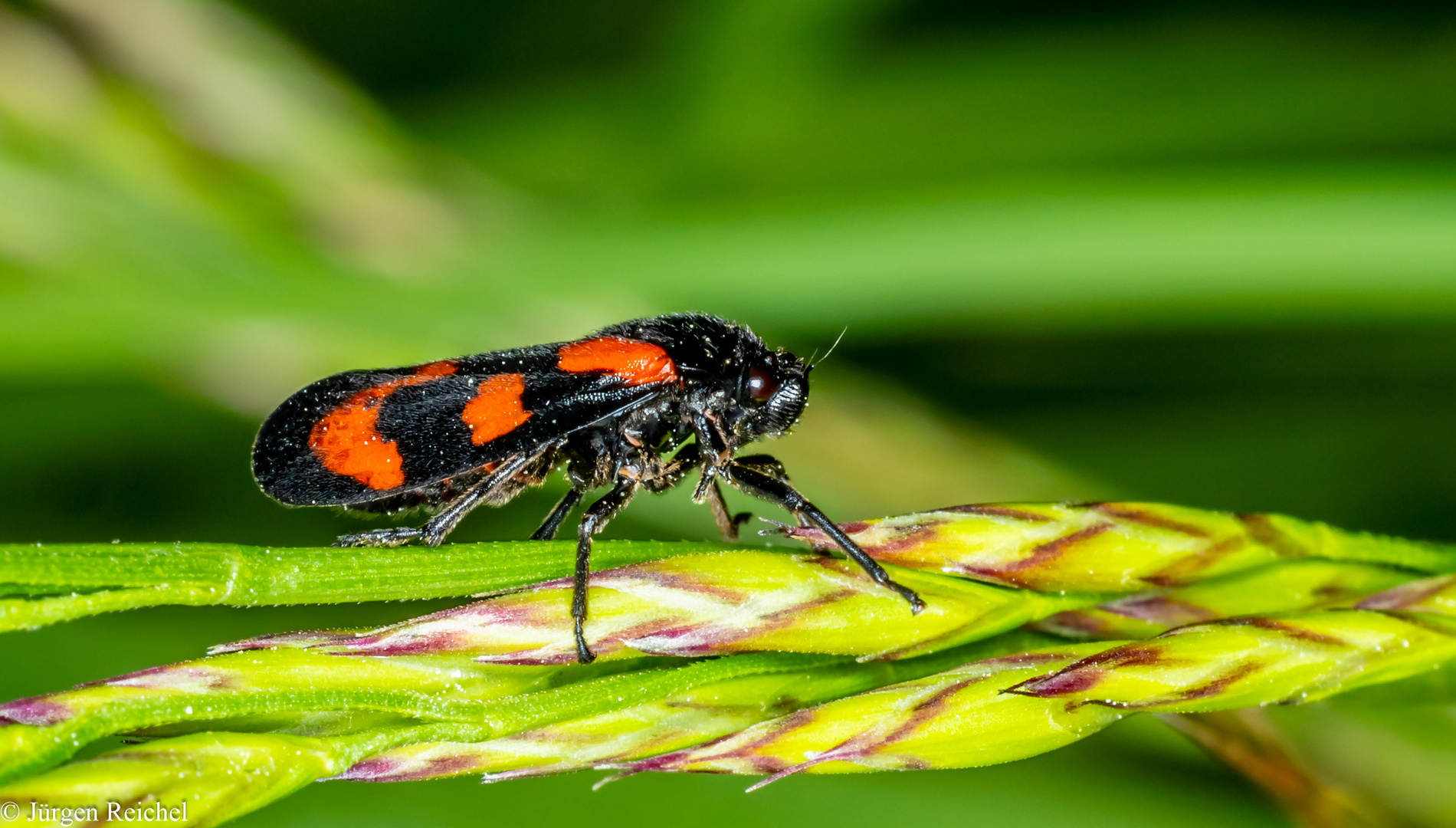 Gemeine Blutzikade (Cercopis vulnerata) 