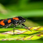 Gemeine Blutzikade (Cercopis vulnerata) 