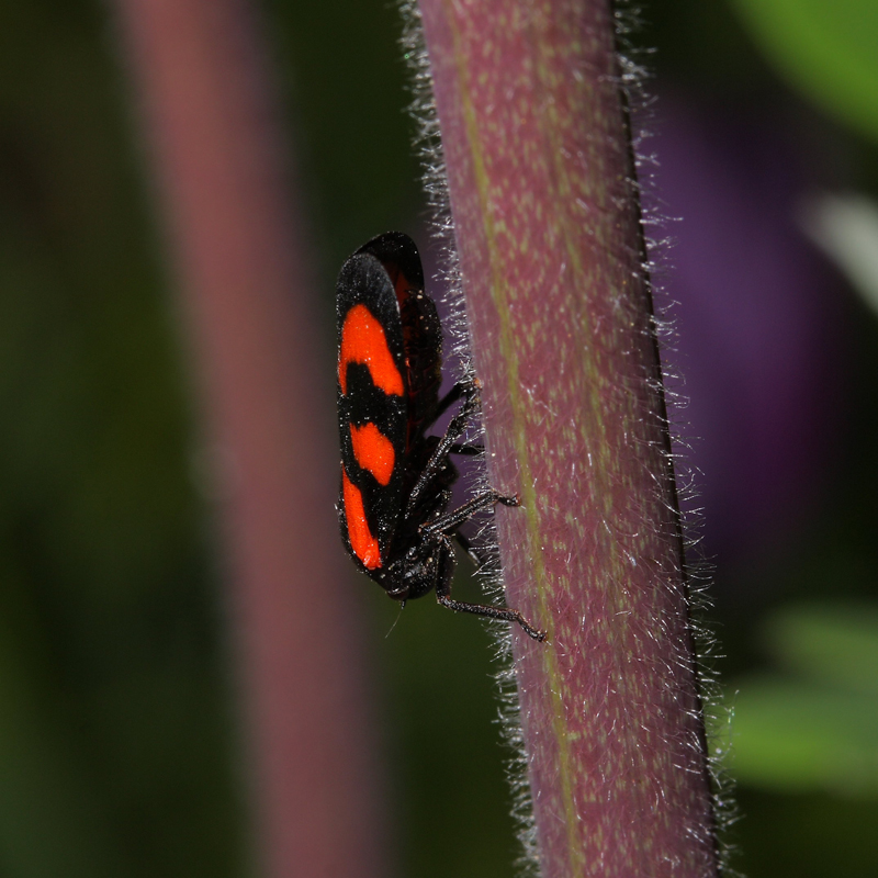 Gemeine Blutzikade (Cercopis vulnerata)