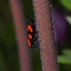 Gemeine Blutzikade (Cercopis vulnerata)