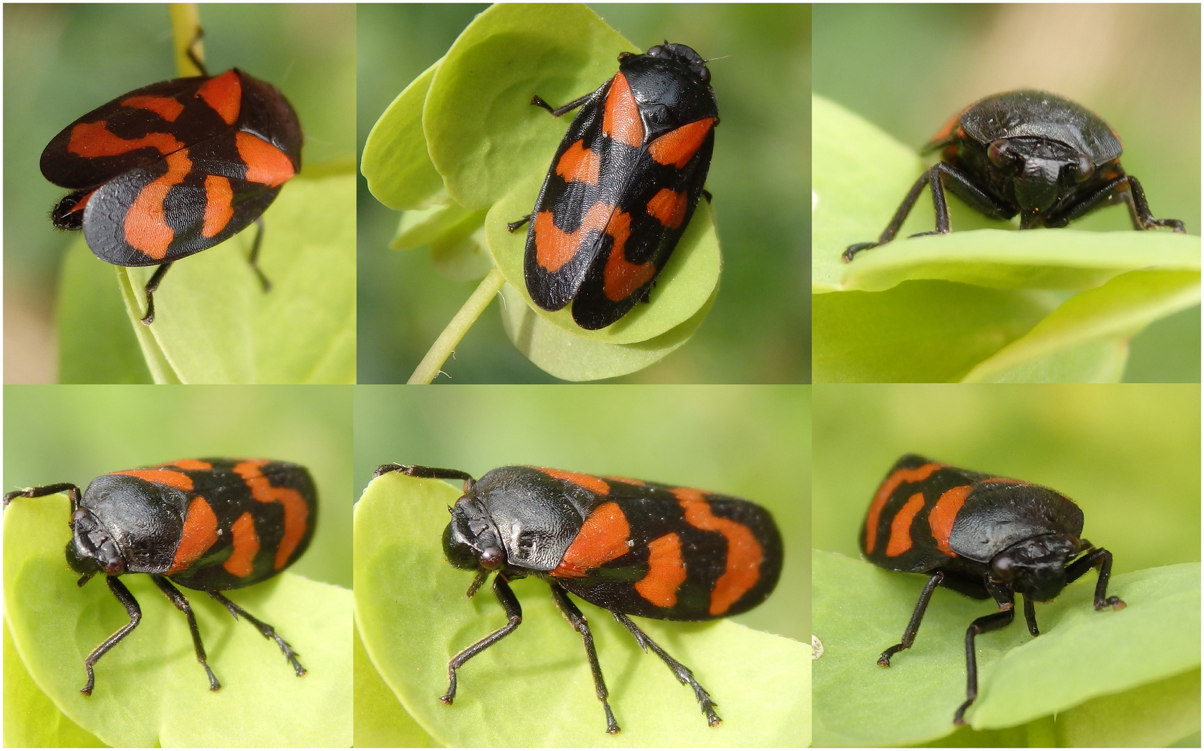 Gemeine Blutzikade (Cercopis vulnerata) - Collage