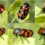 Gemeine Blutzikade (Cercopis vulnerata) - Collage