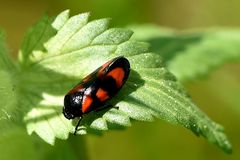 Gemeine Blutzikade (Cercopis vulnerata)