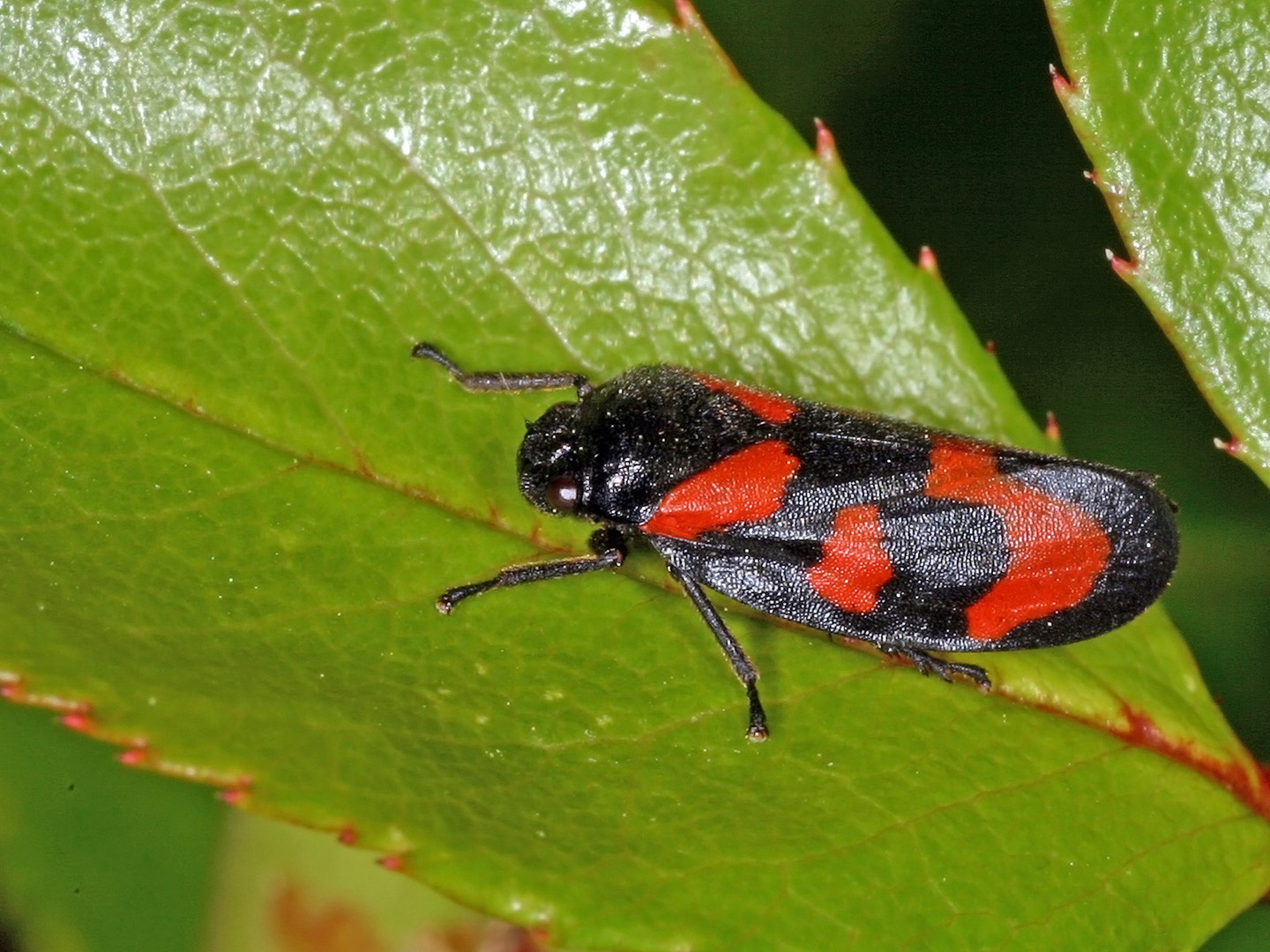 Gemeine Blutzikade (Cercopis vulnerata)....