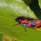 Gemeine Blutzikade (Cercopis vulnerata)....