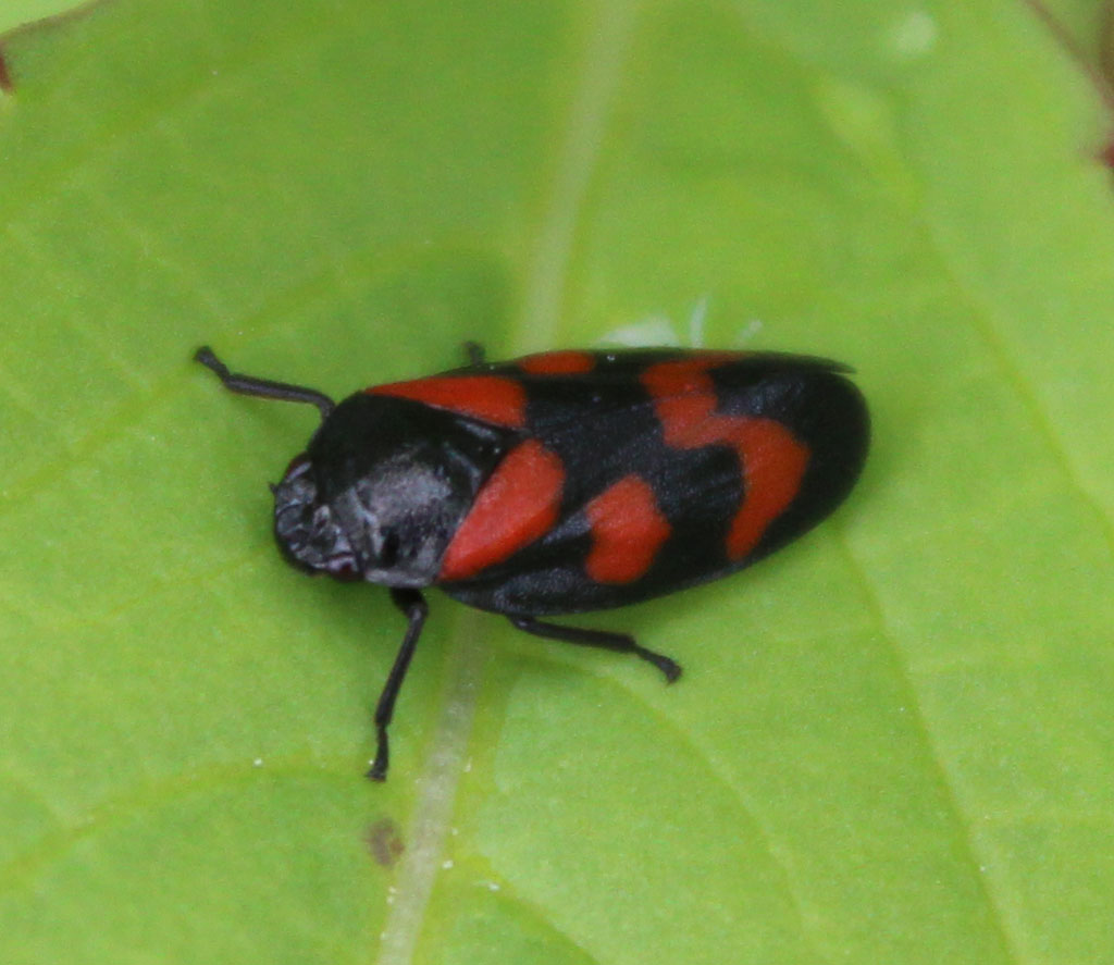  Gemeine Blutzikade (Cercopis vulnerata) I