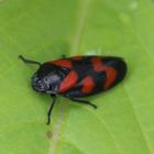  Gemeine Blutzikade (Cercopis vulnerata) I