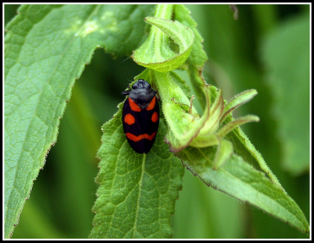 Gemeine Blutzikade (Cercopis vulnerata) Insekt des Jahres 2009