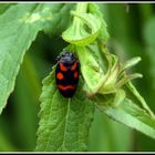 Gemeine Blutzikade (Cercopis vulnerata) Insekt des Jahres 2009