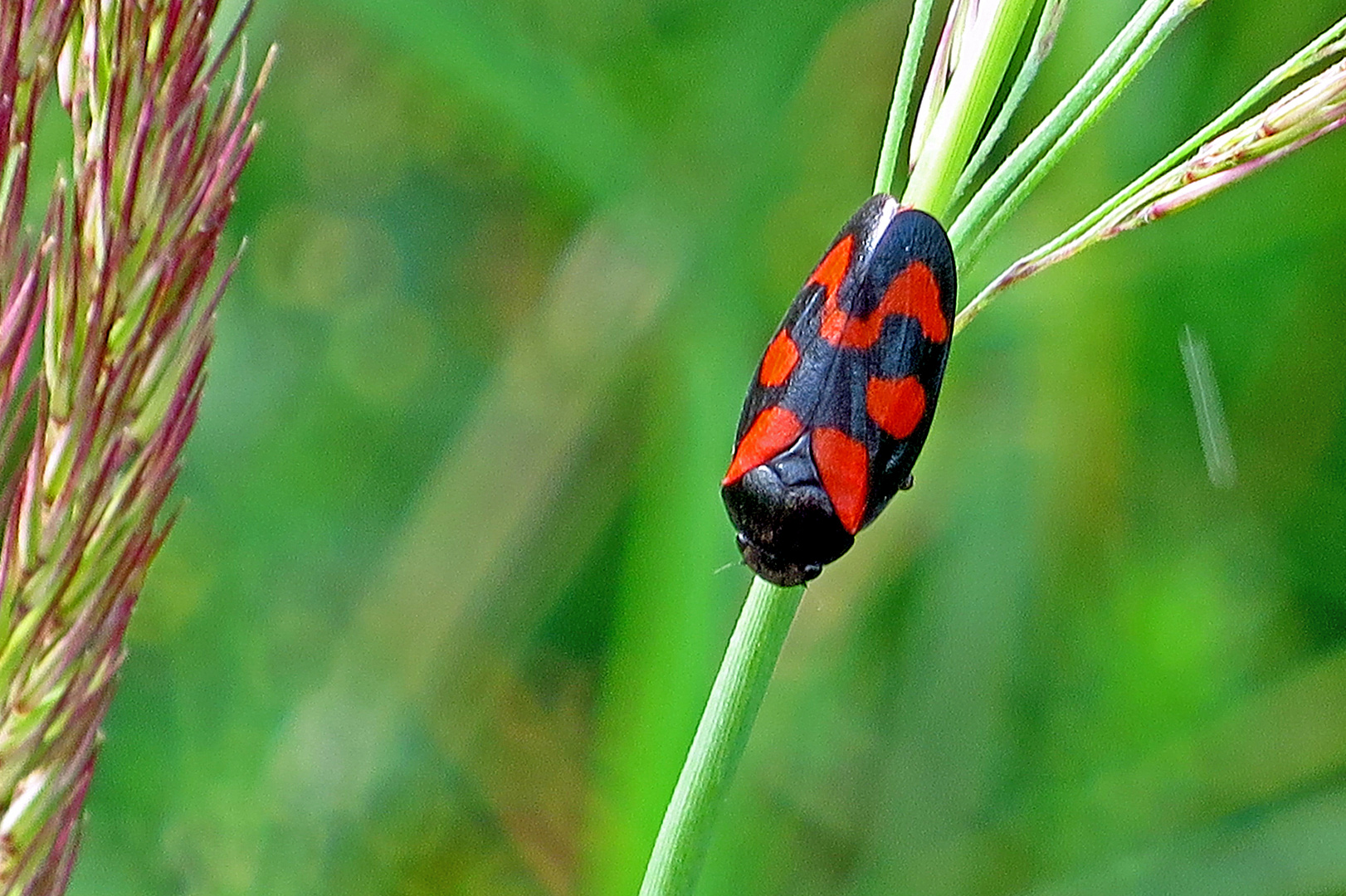 Gemeine Blutzikade (Cercopis vulnerata)-Kopie