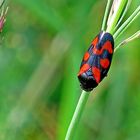 Gemeine Blutzikade (Cercopis vulnerata)-Kopie