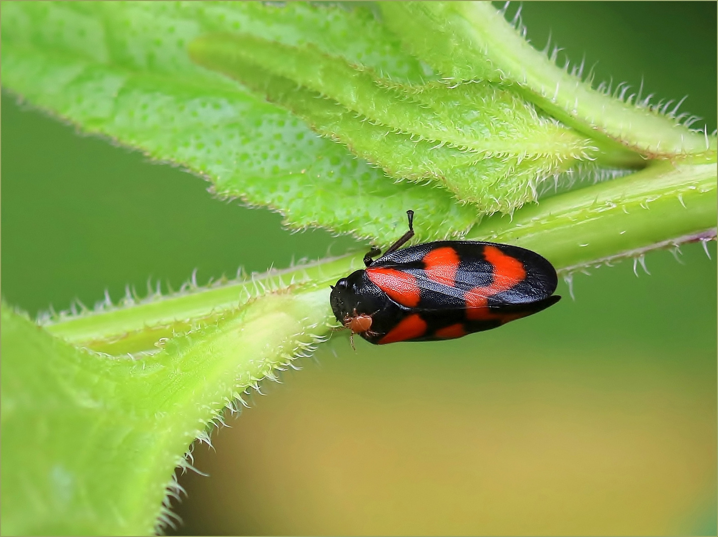 Gemeine Blutzikade (Cercopis vulnerata)... mit Passagier.