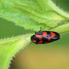 Gemeine Blutzikade (Cercopis vulnerata)... mit Passagier.