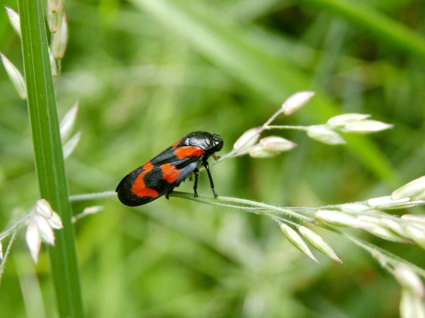 Gemeine Blutzikade, Cercopis vulnerata P5280181