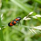 Gemeine Blutzikade, Cercopis vulnerata P5280181