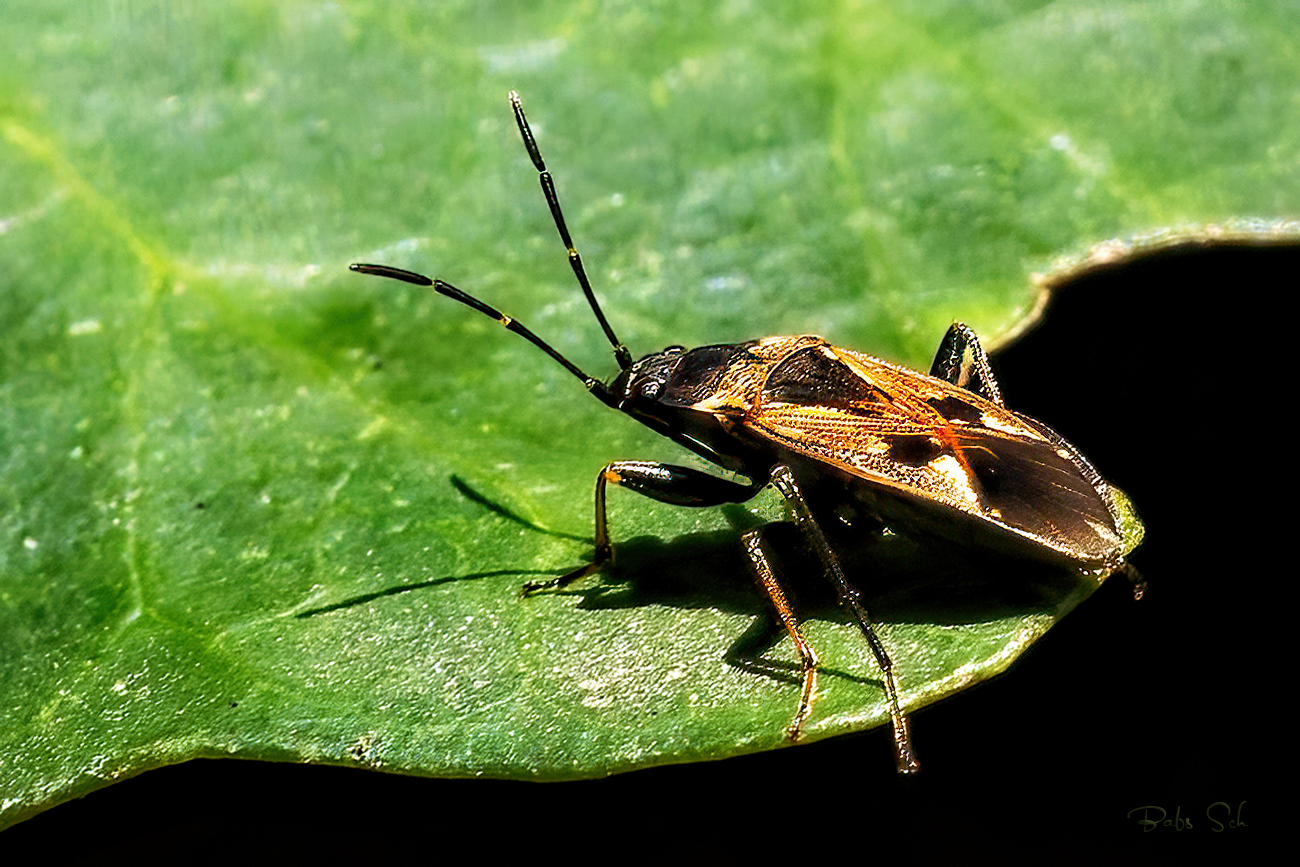 Gemeine Bodenwanze