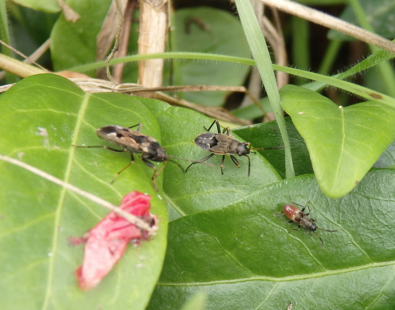 Gemeine Bodenwanze (Rhyparochromus vulgaris)