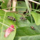 Gemeine Bodenwanze (Rhyparochromus vulgaris)