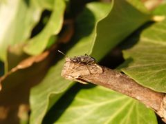 Gemeine Bodenwanze (Rhyparochromus vulgaris)