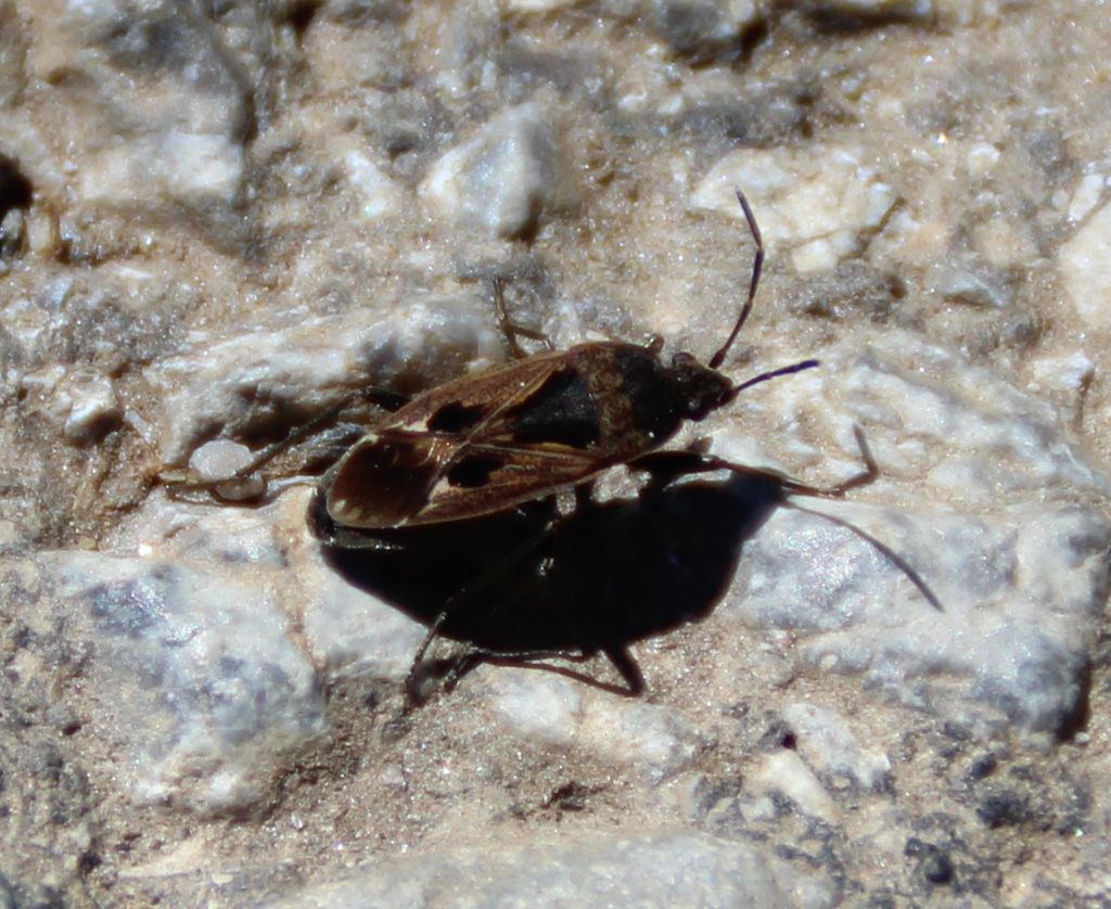  Gemeine Bodenwanze (Rhyparochromus vulgaris) 