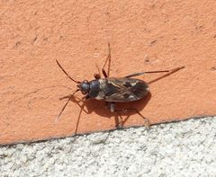 Gemeine Bodenwanze (Rhyparochromus vulgaris) auf der Hauswand