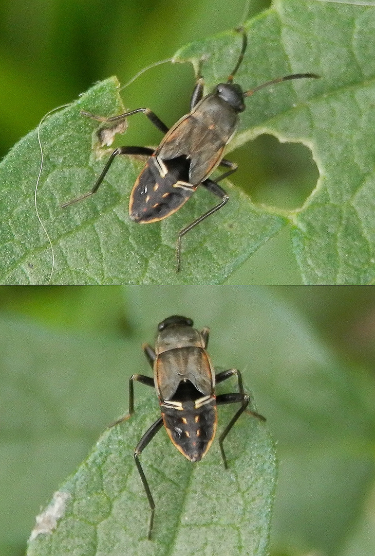 Gemeine Bodenwanze (Rhyparochromus vulgaris) - Nymphe