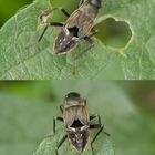 Gemeine Bodenwanze (Rhyparochromus vulgaris) - Nymphe