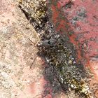 Gemeine Bodenwanze (Rhyparochromus vulgaris) - Nymphe