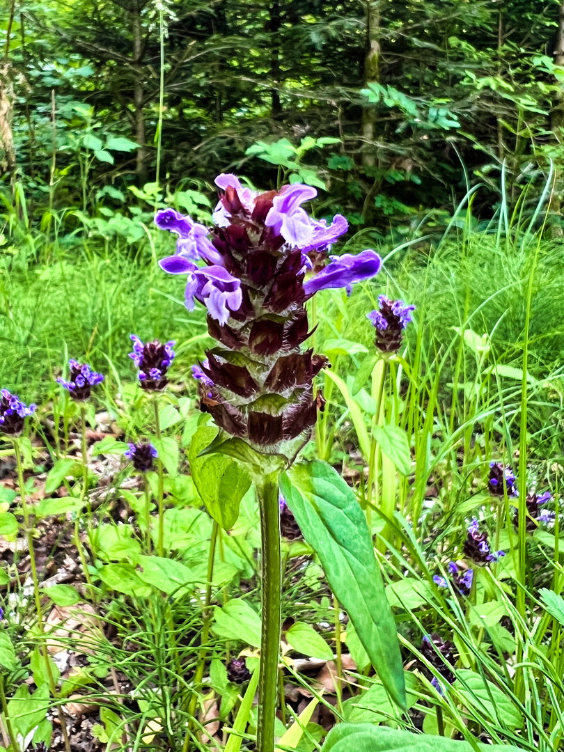 Gemeine Braunelle (Prunella vulgaris)