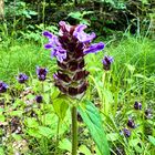 Gemeine Braunelle (Prunella vulgaris)