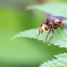 Gemeine Breitstirnblasenkopf- fliege 