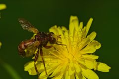  Gemeine Breitstirnblasenkopfflege, Sicus ferrugineus