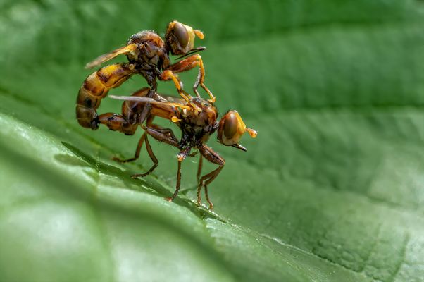 Gemeine Breitstirnblasenkopffliege
