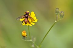 Gemeine Breitstirnblasenkopffliege in unserem Garten