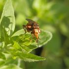 Gemeine Breitstirnblasenkopffliege (Sicus cf. ferrugineus)