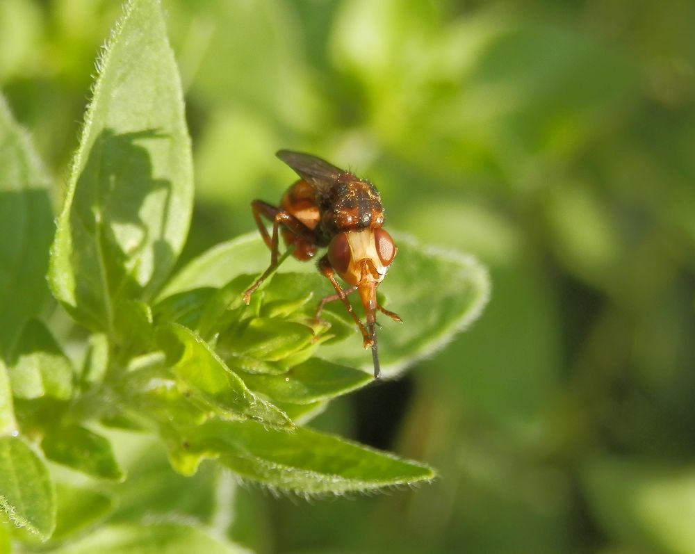 Gemeine Breitstirnblasenkopffliege (Sicus cf. ferrugineus)