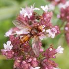 Gemeine Breitstirnblasenkopffliege (Sicus cf. ferrugineus)