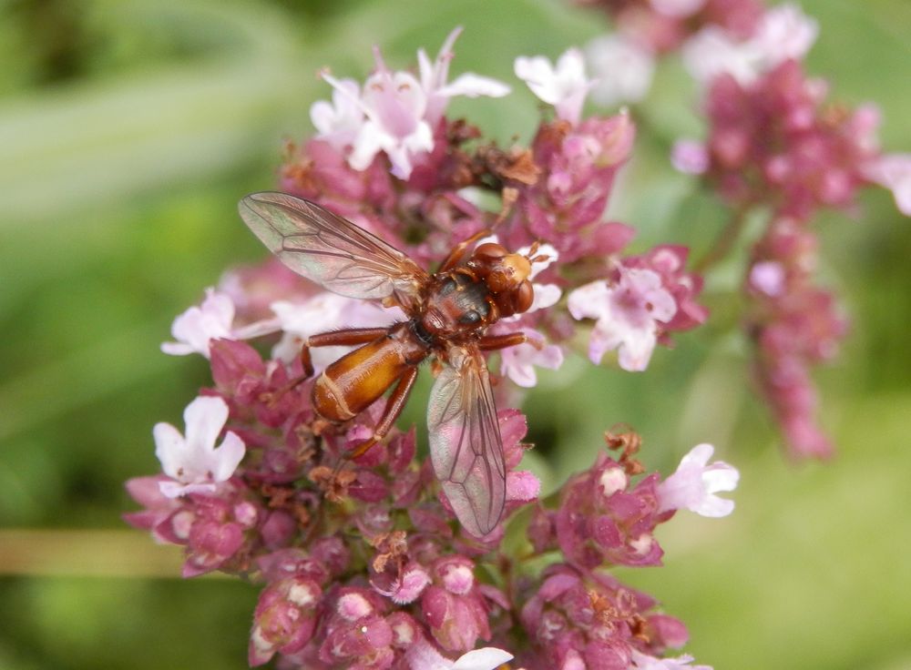 Gemeine Breitstirnblasenkopffliege (Sicus cf. ferrugineus)