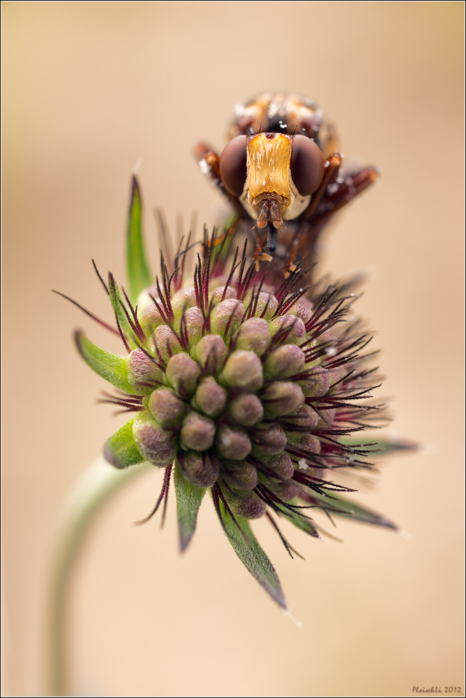 Gemeine Breitstirnblasenkopffliege - Sicus ferrugineus