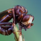 Gemeine Breitstirnblasenkopffliege ( Sicus ferrugineus )