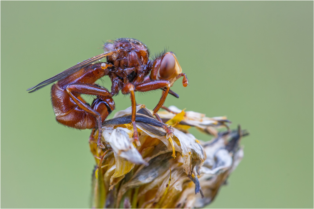 Gemeine Breitstirnblasenkopffliege (Sicus ferrugineus)