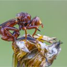 Gemeine Breitstirnblasenkopffliege (Sicus ferrugineus)